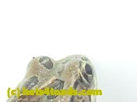 /home//u458753944/public_html/sourcegallery/////////Roxborough Toad Detour/2013-2019/2017/P3270674.JPG